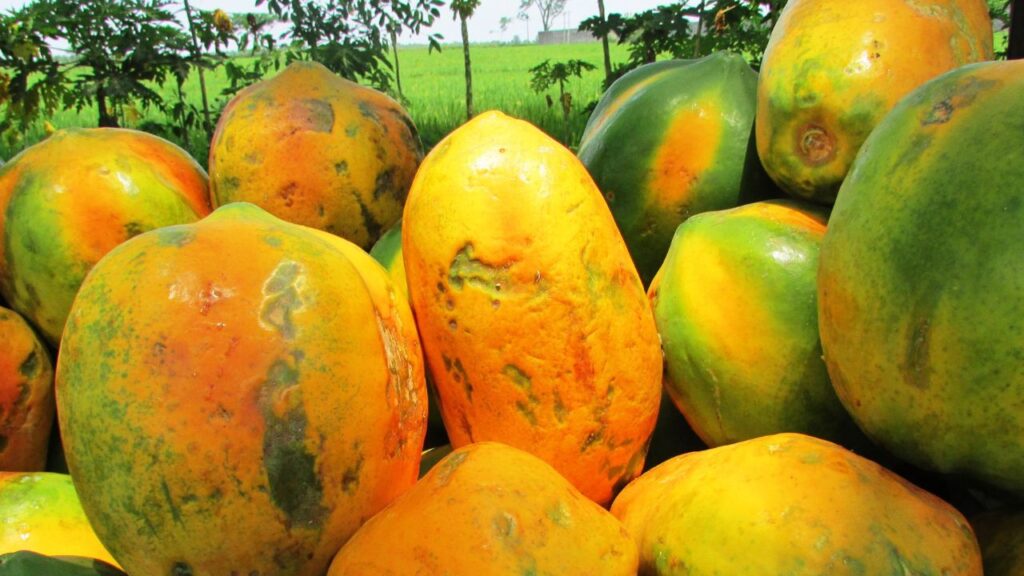 बीज लगाने के लिए 40 फीसदी मिट्टी, 30 फीसदी गोबर की खाद और 30 फीसदी बालू मिलाकर हल्की, पानी सोखने वाली मिट्टी तैयार करें यह पपीते के अंकुरण में तेजी लाता है.