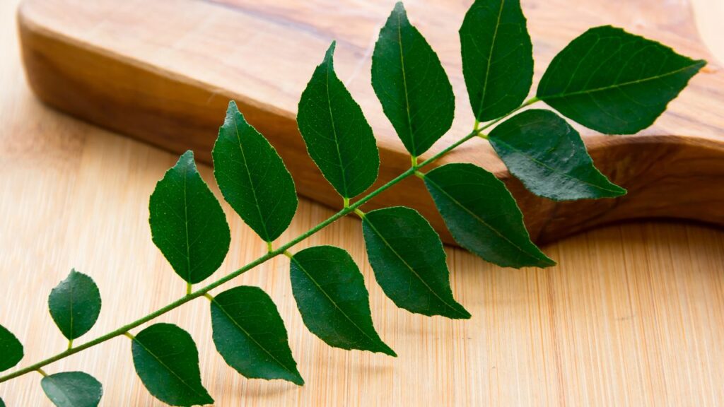 करी पत्तों को पेपर बैग या अखबार में लपेटकर एक ढक्कन वाले डब्बे में रखें और फ्रिज में स्टोर करें. पेपर अतिरिक्त नमी को सोख लेता है और पत्ते जल्दी सड़ते नहीं. यह तरीका 10-12 दिन तक ताजगी बनाए रख सकता है.