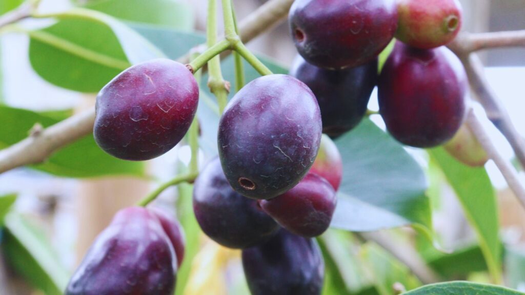 पके हुए जामुन से बीज निकालें, धोकर छांव में सुखाएं और फिर 2-3 सेमी गहराई में मिट्टी में बो दें. लगभग 10-15 दिन में अंकुर निकलने लगते हैं, लेकिन फल आने में 6-8 साल लगते हैं. पके हुए जामुन से बीज निकालें, धोकर छांव में सुखाएं और फिर 2-3 सेमी गहराई में मिट्टी में बो दें. लगभग 10-15 दिन में अंकुर निकलने लगते हैं, लेकिन फल आने में 6-8 साल लगते हैं.