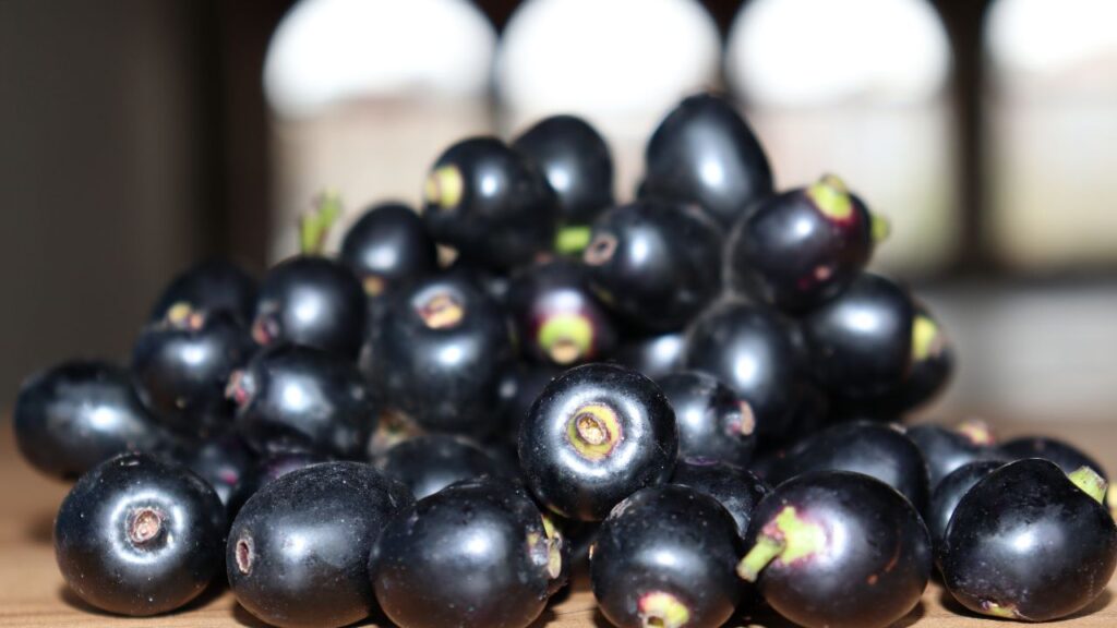 जामुन का सेवन डायबिटीज रोगियों के लिए रामबाण माना जाता है क्योंकि यह ब्लड शुगर को नियंत्रित करने में मदद करता है. हालांकि ज़्यादा मात्रा में इसका सेवन करने से ब्लड प्रेशर बहुत अधिक गिर सकता है, जिससे चक्कर और सिरदर्द जैसी समस्याएं हो सकती हैं.