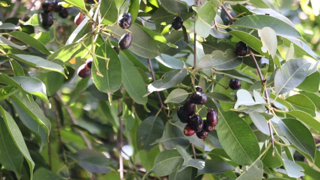 जामुन का पौधा लगाने का सबसे उत्तम समय मानसून (जून से अगस्त) माना जाता है. इस मौसम में मिट्टी में प्राकृतिक नमी होती है, जिससे पौधे की जड़ें गहराई तक जम जाती हैं और ग्रोथ तेज होती है.