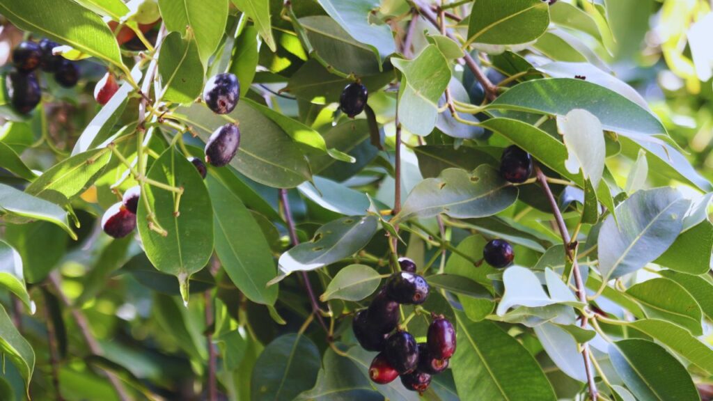 अगर आप जल्दी फल चाहते हैं, तो नर्सरी से ग्राफ्टेड (कलमी) पौधा खरीदें. ये 3-4 साल में फल देना शुरू कर देता है और आमतौर पर बीज वाले पौधों की तुलना में मजबूत और रोग-प्रतिरोधी होता है. अगर आप जल्दी फल चाहते हैं, तो नर्सरी से ग्राफ्टेड (कलमी) पौधा खरीदें. ये 3-4 साल में फल देना शुरू कर देता है और आमतौर पर बीज वाले पौधों की तुलना में मजबूत और रोग-प्रतिरोधी होता है.