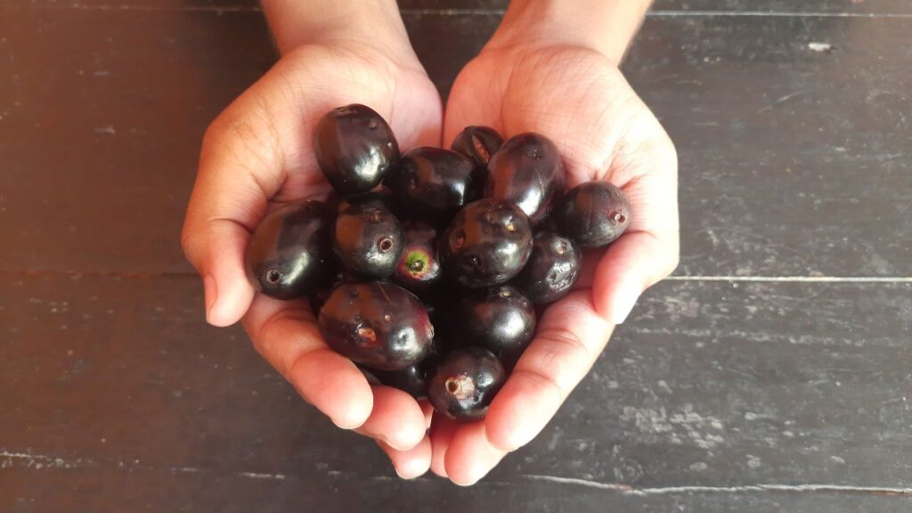 जामुन खाने से मुंह में एसिड बनता है, जो दांतों की ऊपरी परत यानी इनामेल को धीरे-धीरे नुकसान पहुंचा सकता है. विशेष रूप से बच्चों और बुजुर्गों को इसका ध्यान रखना चाहिए. जामुन खाने के तुरंत बाद कुल्ला या ब्रश करना बहुत ज़रूरी होता है, खासतौर पर रात के समय.