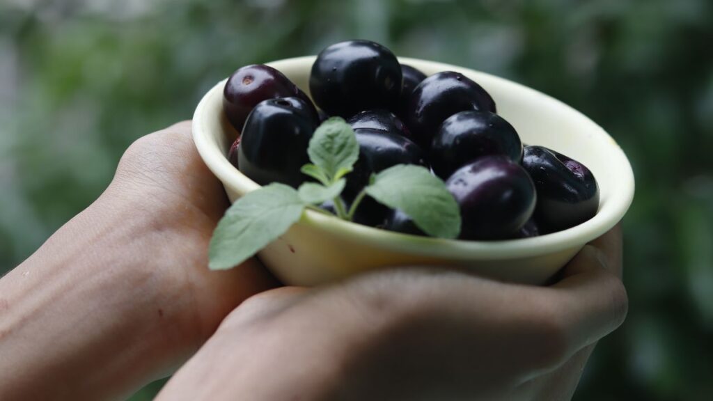 हालांकि जामुन अधिकतर मिट्टी में उग सकता है, लेकिन दोमट मिट्टी जिसमें पानी न रुके, उसमें यह सबसे अच्छा बढ़ता है. खराब ड्रेनेज से जड़ सड़ सकती है, इसलिए मिट्टी की गुणवत्ता पर ध्यान दें.