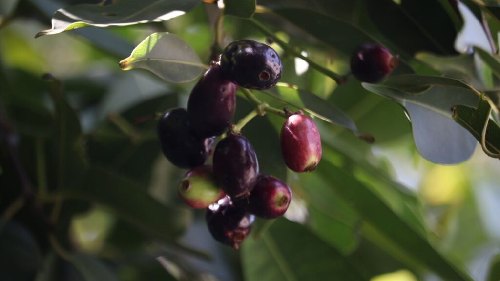 जामुन का पेड़ आकार में बड़ा और फैला हुआ होता है, इसलिए इसे ऐसी जगह लगाएं जहां दिनभर अच्छी धूप मिले और चारों ओर खुली जगह हो. यह पेड़ की सेहत और फल देने की क्षमता को बेहतर बनाता है.