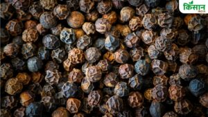 ‘काला सोना’ के नाम से लोकप्रिय ये भारतीय मसाला, मॉडर्न खेती से हो सकती है 22 लाख तक कमाई