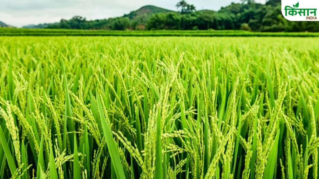 agriculture success story