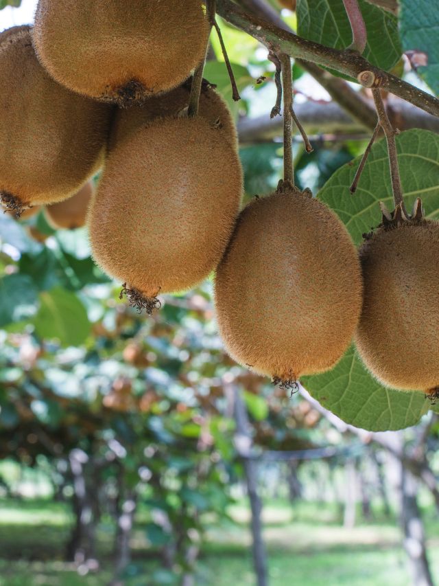 घर पर कैसे उगाएं कीवी, जानें आसान तरीका!