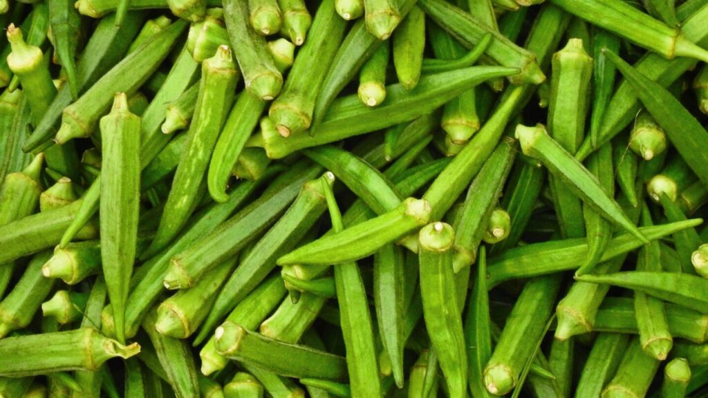 भिंडी मानसून में जल्दी चिपचिपी हो जाती है और जल्दी गलने भी लगती है. इसकी सतह पर फंगल संक्रमण और बैक्टीरिया तेजी से बढ़ते हैं. इस मौसम में भिंडी खाने से अपच, पेट दर्द और दस्त जैसी समस्याएं हो सकती हैं.