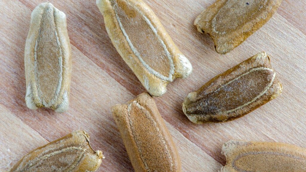 लौकी के बीजों में मौजूद मिनरल्स और एंटी-इंफ्लेमेटरी गुण शरीर की रोग प्रतिरोधक क्षमता (इम्युनिटी) को मजबूत करते हैं. इससे मौसमी बीमारियों और संक्रमण से शरीर को सुरक्षा मिलती है.