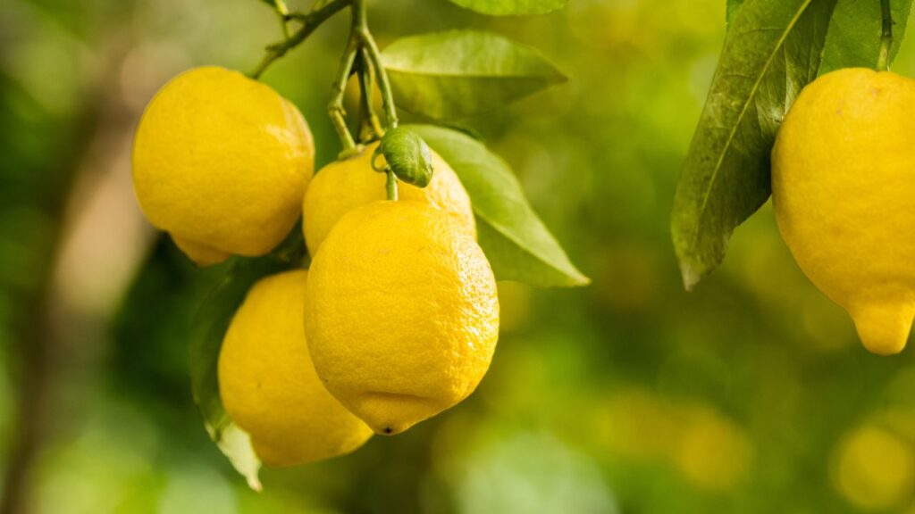 India Exports GI-Tagged Limes to the UK for the First Time — Big Boost for Farmers and Agri Trade