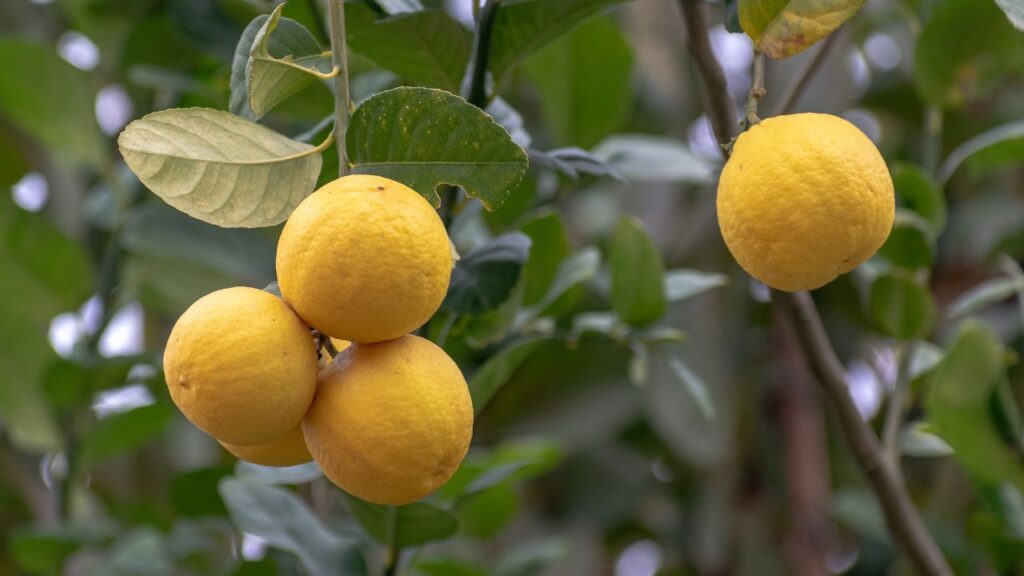 नींबू के लिए रेतीली और भुरभुरी मिट्टी सबसे उपयुक्त है. इसमें गोबर की खाद और थोड़ी रेत मिलाएं ताकि नमी बनी रहे लेकिन पानी जमा न हो. मिट्टी में ऑक्सीजन बनी रहे तो जड़ें तेजी से बढ़ती हैं.