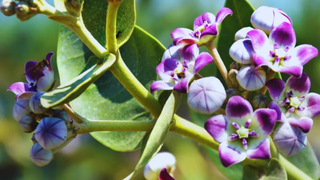 आक की पत्तियों का काढ़ा बनाकर पीने से वायरल बुखार, सर्दी-जुकाम और खांसी में राहत मिलती है. यह शरीर की प्रतिरक्षा प्रणाली को मजबूत करता है और रोगों से लड़ने की ताकत देता है. इसका नियमित सेवन केवल विशेषज्ञ की सलाह पर ही करना चाहिए. आक की पत्तियों का काढ़ा बनाकर पीने से वायरल बुखार, सर्दी-जुकाम और खांसी में राहत मिलती है. यह शरीर की प्रतिरक्षा प्रणाली को मजबूत करता है और रोगों से लड़ने की ताकत देता है. इसका नियमित सेवन केवल विशेषज्ञ की सलाह पर ही करना चाहिए.