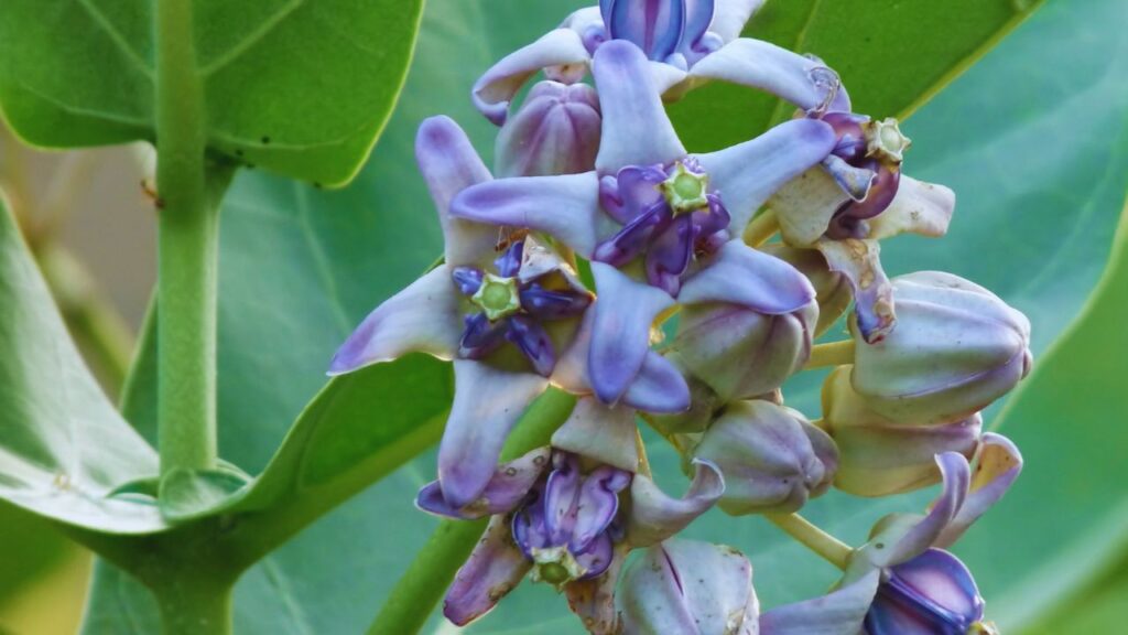 सावन के महीने में आक का पौधा भगवान शिव को चढ़ाने के लिए विशेष महत्व रखता है. इसे भगवान शिव का प्रिय वृक्ष माना जाता है. मान्यता है कि इसकी पूजा से मनोकामनाएं पूरी होती हैं. साथ ही इसके वैज्ञानिक लाभ इसे पूजा और औषधि दोनों दृष्टिकोण से अनमोल बनाते हैं. (इस खबर में दी गई जानकारी केवल सामान्य ज्ञान पर आधारित है.) सावन के महीने में आक का पौधा भगवान शिव को चढ़ाने के लिए विशेष महत्व रखता है. इसे भगवान शिव का प्रिय वृक्ष माना जाता है. मान्यता है कि इसकी पूजा से मनोकामनाएं पूरी होती हैं. साथ ही इसके वैज्ञानिक लाभ इसे पूजा और औषधि दोनों दृष्टिकोण से अनमोल बनाते हैं. (इस खबर में दी गई जानकारी केवल सामान्य ज्ञान पर आधारित है.)