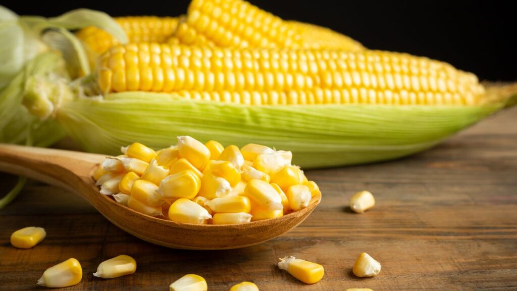 Maize Cultivation