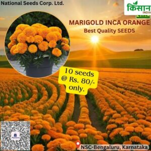 National Seed Corporation