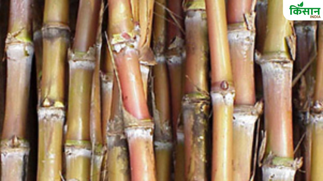 गन्ना पर मंडरा रहा है मिलीबग का खतरा, रुक जाएगी फसल की ग्रोथ.. किसान ऐसे करें बचाव गन्ना पर मंडरा रहा है मिलीबग का खतरा, रुक जाएगी फसल की ग्रोथ.. किसान ऐसे करें बचाव