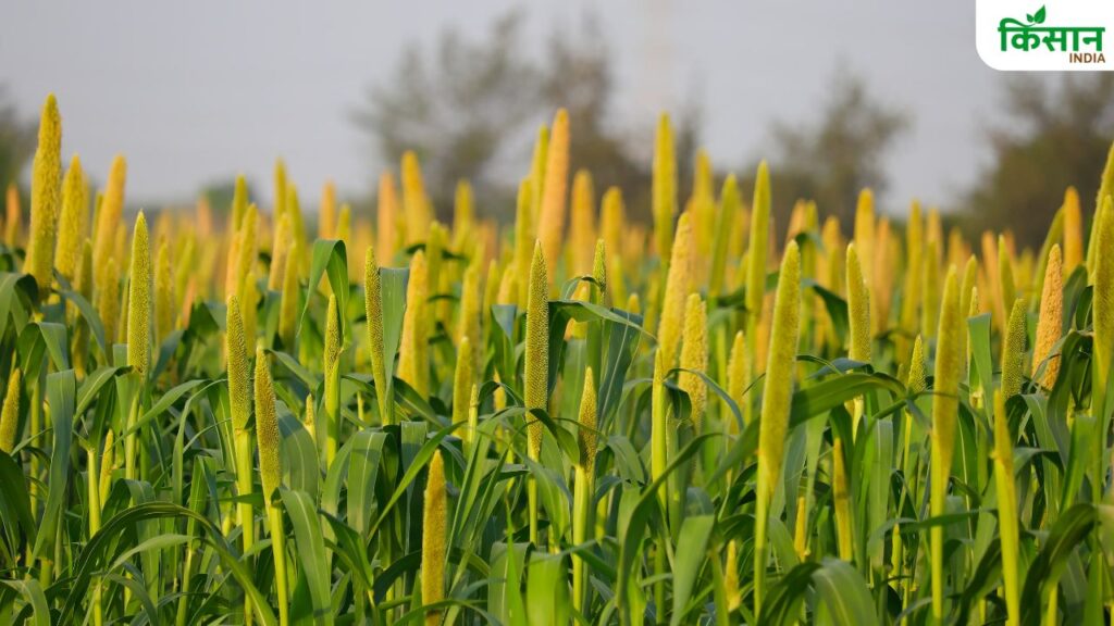 Millet Farming