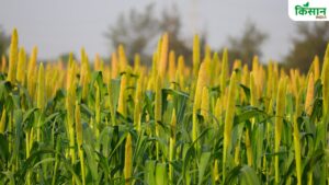 झारखंड राज्य मिलेट मिशन योजना की शुरुआत, 2500 एकड़ में मिलेट फसलें उगाई जाएंगी