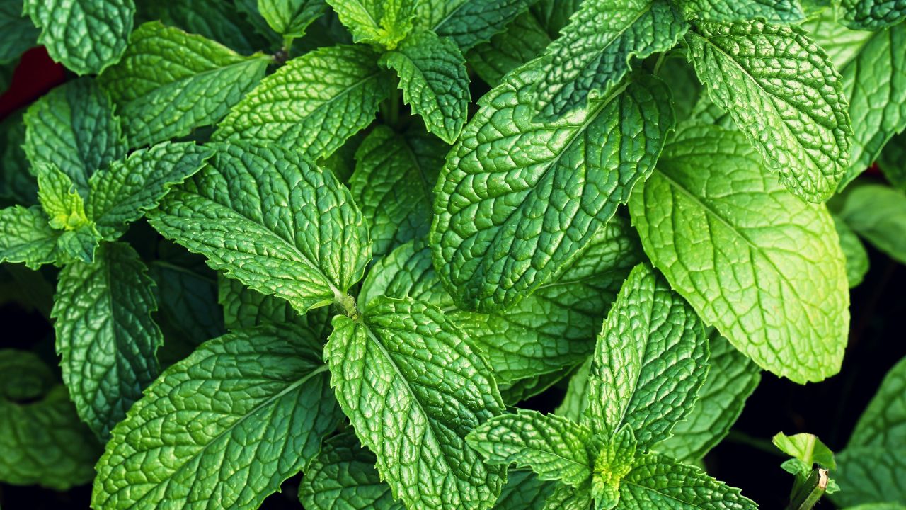 Grow 3 Herbal Plants On Your Rooftop For Health Benefits Mint Curry Leaf And Ajwain Home Gardening Tips For Wellness And Freshness