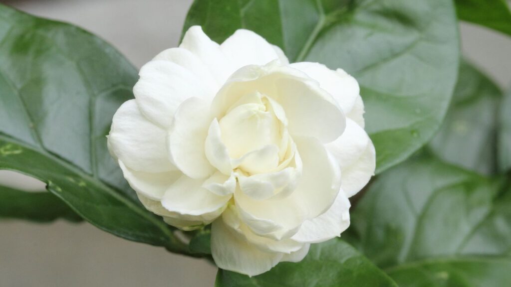 मिट्टी बहुत सूखी हो या अधिक गीली, दोनों ही स्थितियों में मोगरा फूल नहीं देता. यह सुनिश्चित करें कि मिट्टी में नमी बनी रहे, लेकिन पानी जमा न हो. मिट्टी बहुत सूखी हो या अधिक गीली, दोनों ही स्थितियों में मोगरा फूल नहीं देता. यह सुनिश्चित करें कि मिट्टी में नमी बनी रहे, लेकिन पानी जमा न हो.