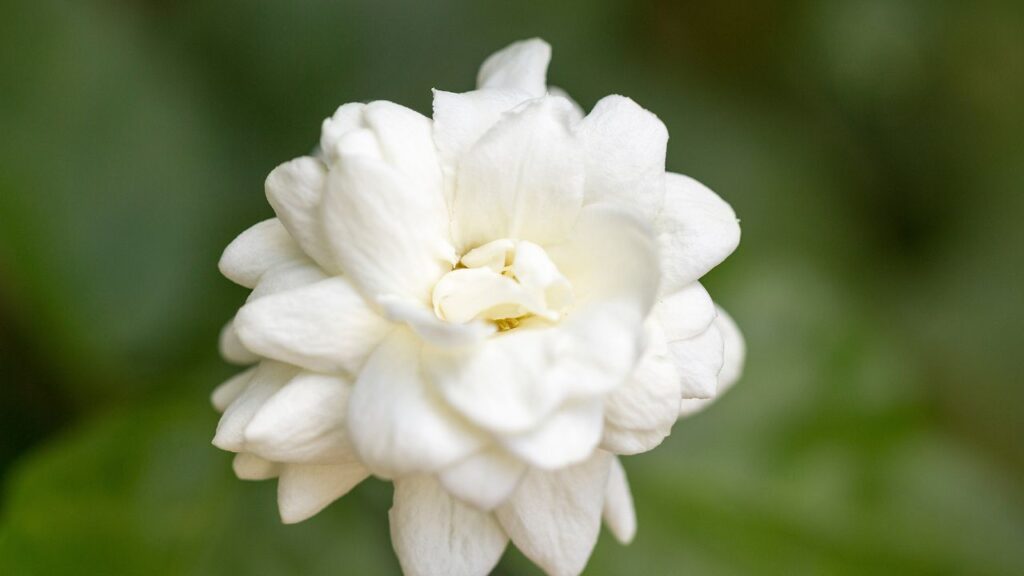 बरसात के बाद पत्तियों पर जमा पानी हटा दें ताकि फंगल इंफेक्शन न हो. साथ ही, गमले को ऐसी जगह रखें जहां बारिश का पानी सीधे न गिरे, लेकिन सूरज की रोशनी मिलती रहे. बरसात के बाद पत्तियों पर जमा पानी हटा दें ताकि फंगल इंफेक्शन न हो. साथ ही, गमले को ऐसी जगह रखें जहां बारिश का पानी सीधे न गिरे, लेकिन सूरज की रोशनी मिलती रहे.