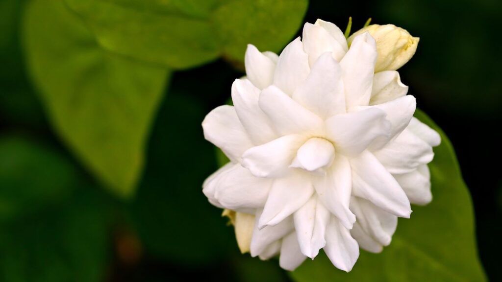 अगर पौधा लंबे समय से फूल नहीं दे रहा है, तो उसकी हल्की कटाई करें. पुरानी शाखाओं को हटाने से नई कोपलें निकलती हैं और लगभग 15 दिनों में पौधे पर फिर से फूल आने लगते हैं. अगर पौधा लंबे समय से फूल नहीं दे रहा है, तो उसकी हल्की कटाई करें. पुरानी शाखाओं को हटाने से नई कोपलें निकलती हैं और लगभग 15 दिनों में पौधे पर फिर से फूल आने लगते हैं.