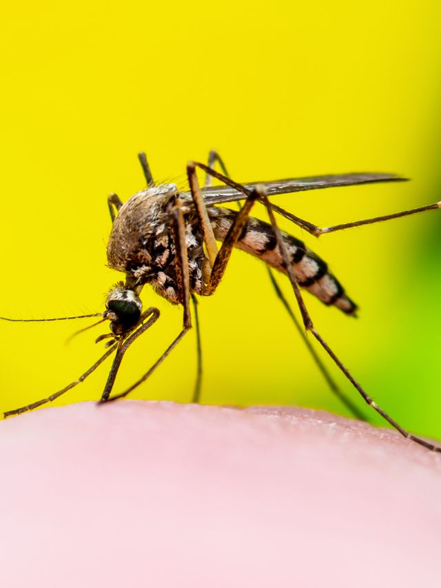 अब मच्छर नहीं आएंगे पास! बस घर में लगा लें ये जादुई पौधा