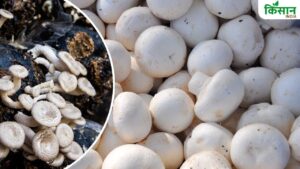 कम लागत में ज्यादा मुनाफा कराएगा मशरूम, ऐसे करें इसकी खेती