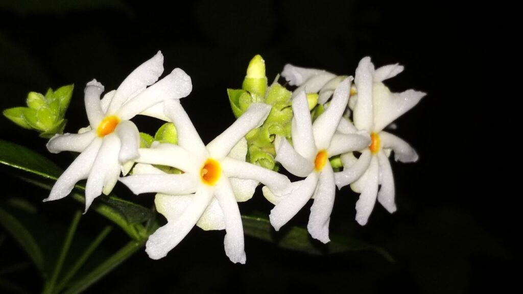 इस पौधे की छाल और पत्तों का अर्क बुखार में कारगर होता है. यह मलेरिया, डेंगू और चिकनगुनिया जैसे वायरल बुखारों में तापमान को नियंत्रित करता है और प्लेटलेट्स की संख्या बढ़ाने में मदद करता है.