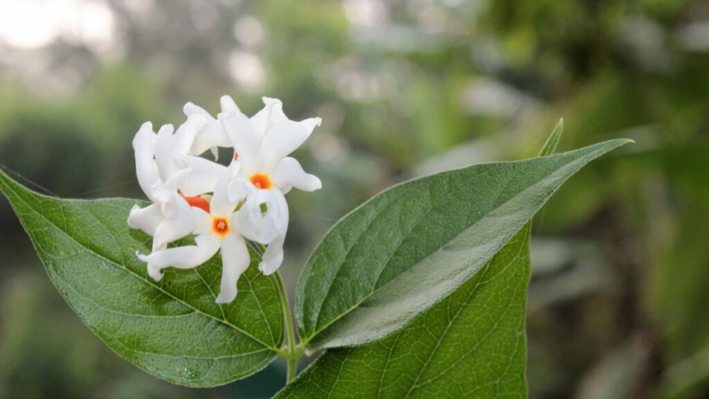 साइटिका एक ऐसा दर्द है जो कमर से शुरू होकर पैरों तक जाता है. यह अक्सर महिलाओं में अधिक देखा जाता है. हरसिंगार के तेल में कपूर मिलाकर प्रभावित हिस्से पर लगाने से नसों को आराम मिलता है और दर्द धीरे-धीरे कम होता है.