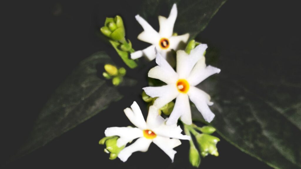 आजकल की भागदौड़ भरी जिंदगी में मानसिक तनाव आम समस्या बन गई है. हरसिंगार का तेल दिमाग को शांत करता है और मस्तिष्क की थकान को कम करता है. इसकी कुछ बूंदों से सिर की मालिश करने से नींद बेहतर आती है और तनाव में कमी महसूस होती है.