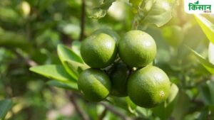 मॉनसून में घर पर ही लगाएं नींबू का पौधा, जरूरी है सही किस्म का चुनाव