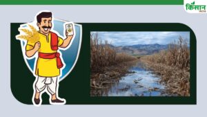 PMFBY: सरकार ने फसल बीमा की तारीख बढ़ाई, नुकसान की सूचना मिलते ही भरपाई के निर्देश