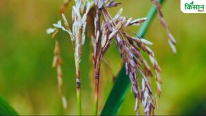 धान की बालियां पड़ रही हैं काली तो तुरंत करें इस दवा का छिड़काव, वरना होगा भारी नुकसान
