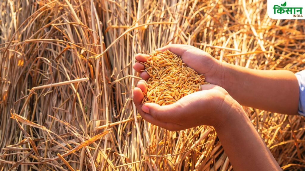 Record Rice Procurement in India: Government Buys 545 Lakh Tons of Chawal in 2025, Faces Challenge of Managing Excess Stock