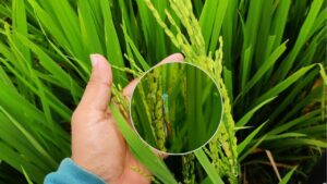 धान की फसल में फैली गंभीर बीमारी, पैदावार में भारी गिरावट.. कैसे पूरा होगा खरीदी का टारगेट?