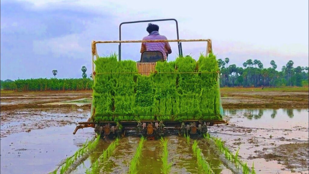 Paddy cultivation