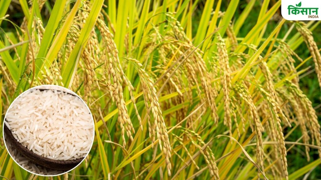 Paddy Farming