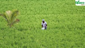 हरियाणा में फसल विविधीकरण का नहीं दिख रहा असर, 10 साल में 35 फीसदी बढ़ा धान का रकबा