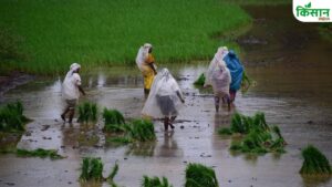 धान बोने से पहले कर लिया ये काम? तो पैदावार में होगी जबरदस्त बढ़ोतरी
