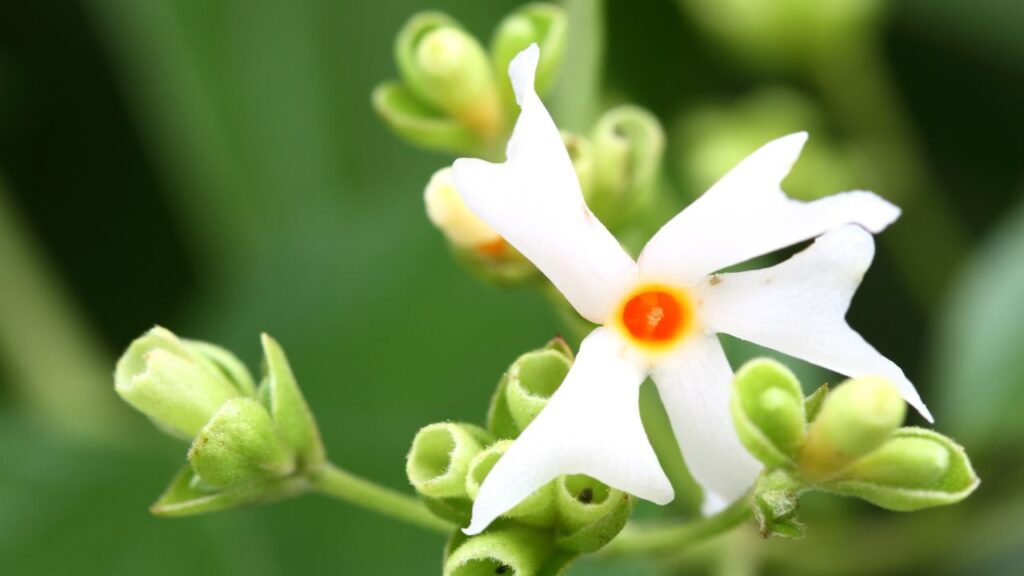 हरसिंगार के पत्तों को पीसकर उसका लेप गठिया यानी अर्थराइटिस से पीड़ित लोगों को राहत देता है. यह सूजन और दर्द को कम करता है. लंबे समय तक उपयोग से पुराने जोड़ों के दर्द में भी सुधार देखा गया है.