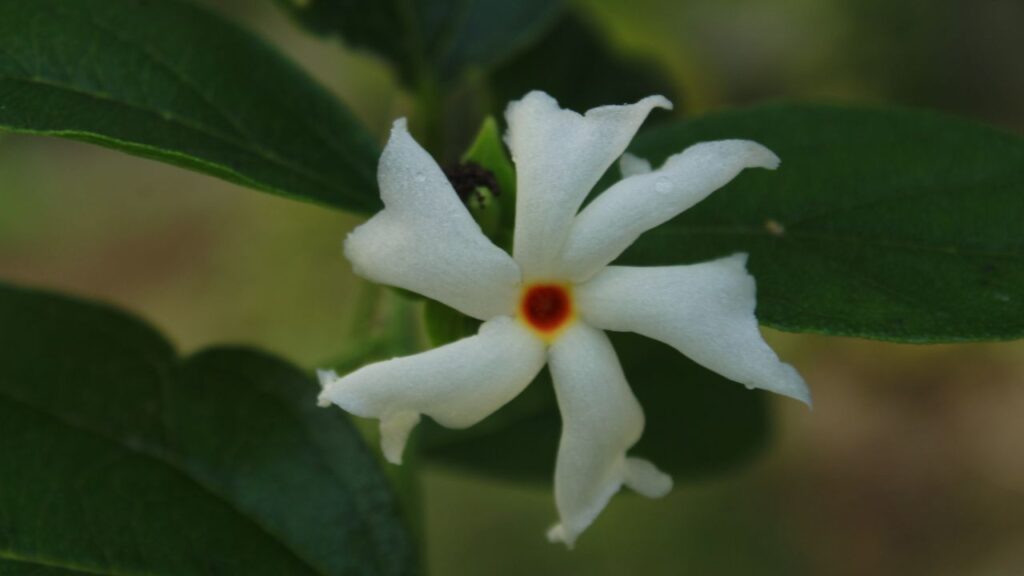 अगर आप सूखी खांसी, जुकाम या गले की खराश से परेशान हैं तो हरसिंगार की पत्तियों और फूलों से बनी चाय बेहद फायदेमंद हो सकती है. इसमें मौजूद इथेनॉल अर्क इंफेक्शन से लड़ने की क्षमता रखता है और श्वसन तंत्र को दुरुस्त करता है.