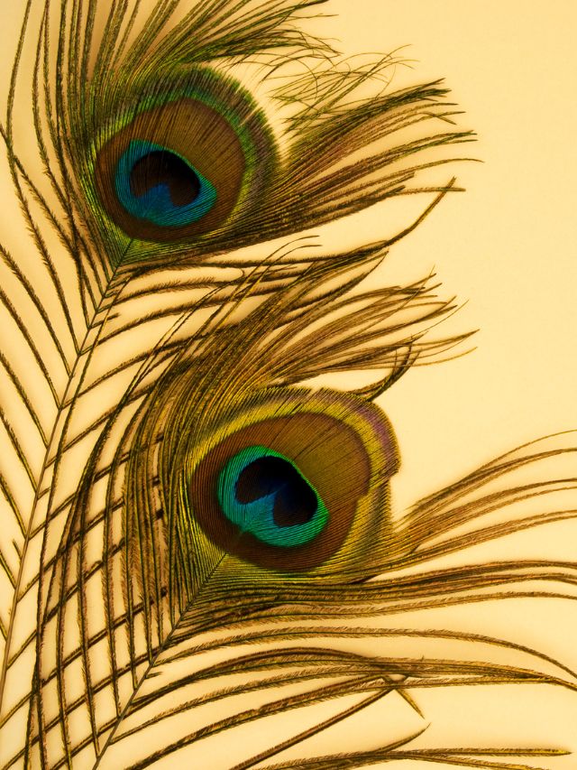 घर में मोर पंख कहां रखें, जानें सही स्थान!