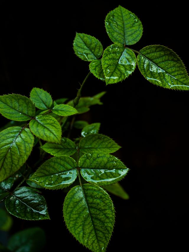 सर्दियों में घर को गर्म रखेंगे ये पौधे, जानें!