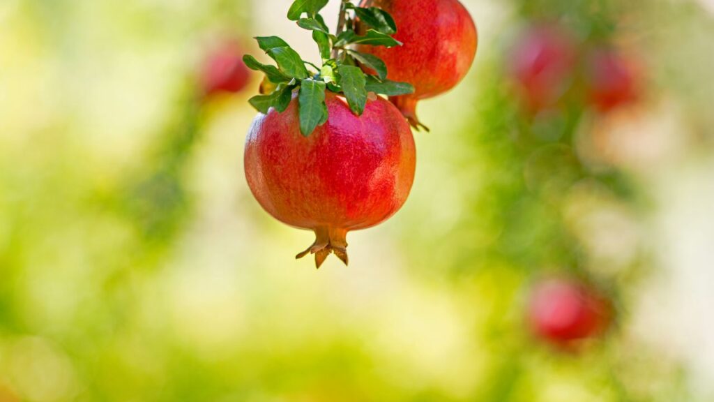 अगर आप अनार का पौधा जमीन में लगा रहे हैं तो ऐसी जगह चुनें जहां धूप भरपूर आती हो और पानी जमा न हो. एक गड्ढा खोदें, उसमें अच्छी मिट्टी और खाद भरें, फिर पौधा लगाकर हल्के हाथों से दबाएं. हर 2–3 दिन में पानी देते रहें. पौधा लगने के बाद शुरुआत में थोड़ी छांव देना फायदेमंद हो सकता है.
