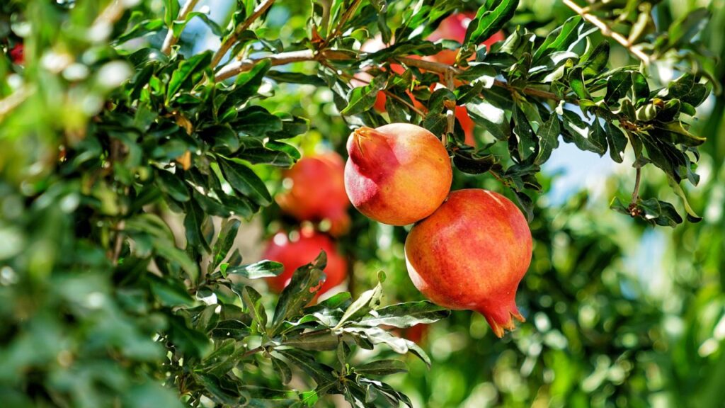 जब पौधे में फूल आने लगते हैं, तो आमतौर पर 5–6 महीने के भीतर फल पककर तैयार हो जाता है. इस दौरान पौधे को संतुलित पानी और भरपूर धूप मिलती रहनी चाहिए. अगर मौसम सही रहा और पौधा स्वस्थ रहा तो फल अच्छे आकार और स्वाद वाले होंगे.