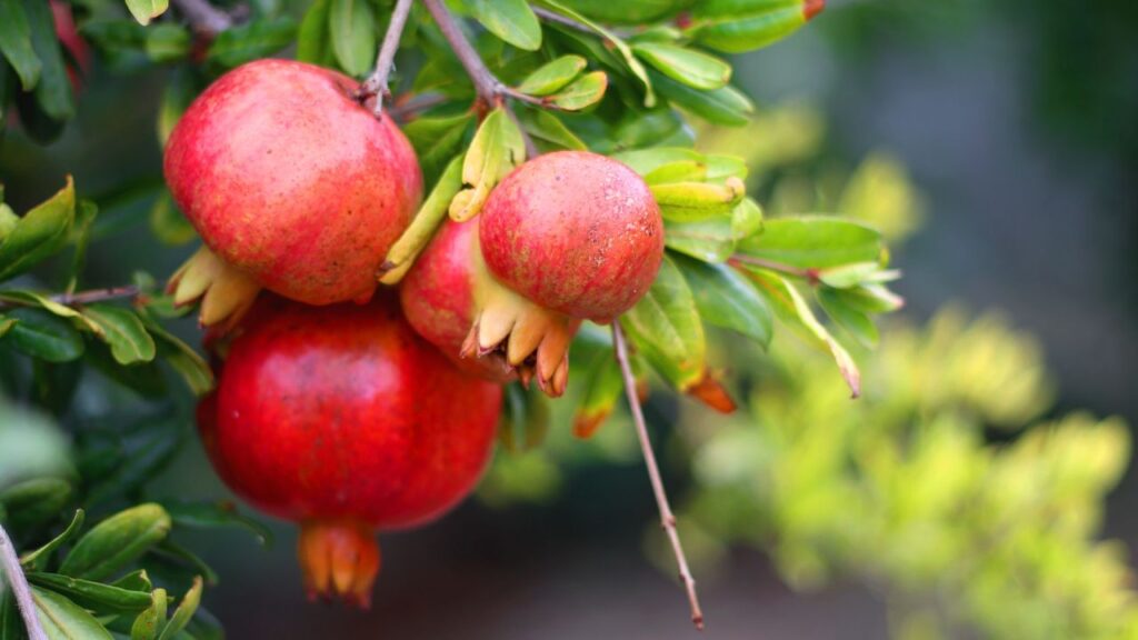 कम जगह में उगाएं अनार का पेड़, मिलेगा शुद्ध और पौष्टिक फल, pc-pexels