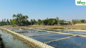 अब मछली पालन से दोगुनी नहीं बल्कि तीन गुनी होगी कमाई, बस तालाब की मेढ़ पर लगा दें ये पौधे