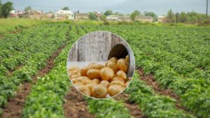 सूरजमुखी, ज्वार, उड़द को छोड़ यहां के किसान करने लगे आलू की खेती, 2 साल में 6 गुना बढ़ा रकबा